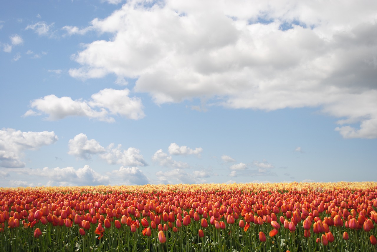 flowers, field, tulips-4232255.jpg
